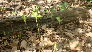 Sassafras seedlings.  "They'll only be mowed down if you don't harvest them," says Steve.
